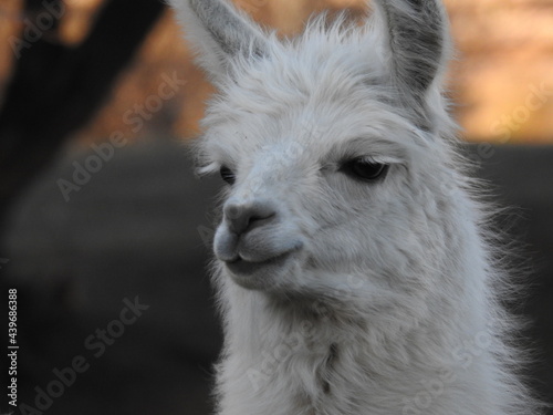 Animal llama
