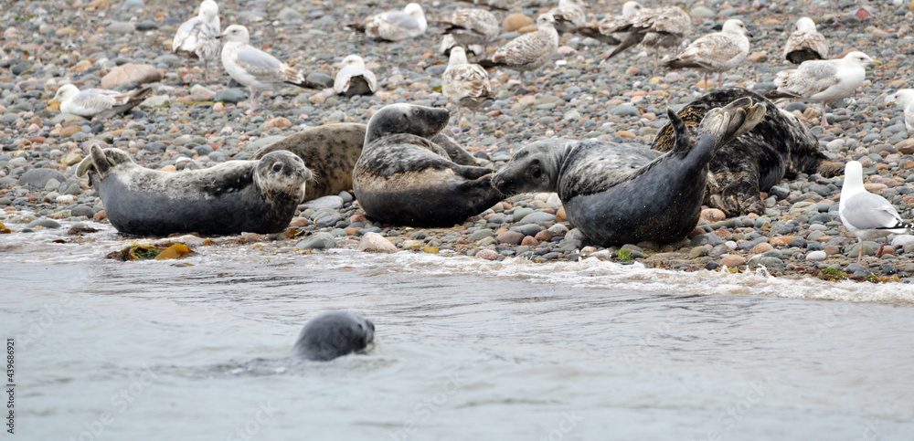 Seals at the south end of Walney, Cumbria, England, UK Seals at the south end of Walney, Cumbria, England, UK