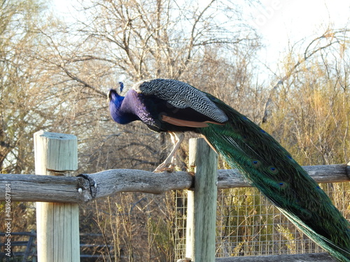 Male peacock