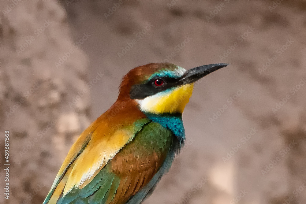 Fototapeta premium colorful bee eater
