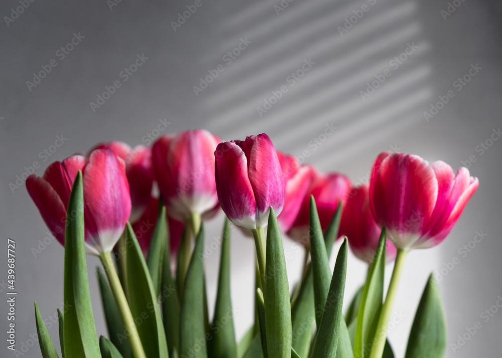 Beautiful pink tulips on a light gray background. Selective focus. Minimalism concept. Beautiful pink tulips on a light gray background. Selective focus. Minimalism concept.