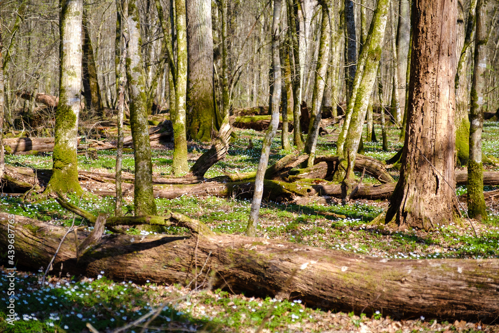 Krakovski gozd protected lowland wood area Krakovski gozd protected lowland wood area