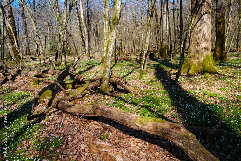 Krakovski gozd protected lowland wood area Krakovski gozd protected lowland wood area