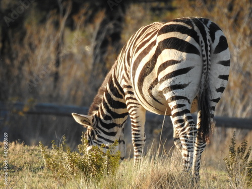 African zebra