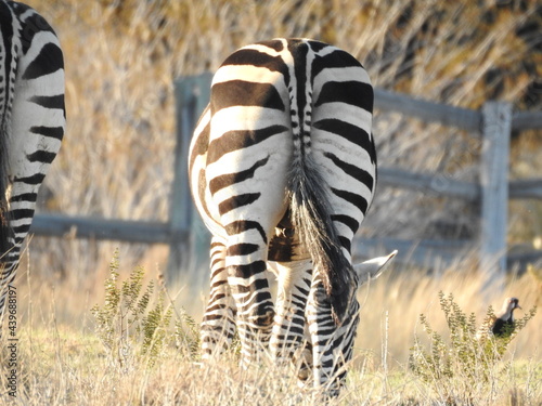 African zebra