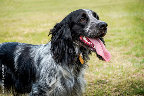 Portrait of a black-and-white dog of the Russian Spaniel breed on a background of a green field.