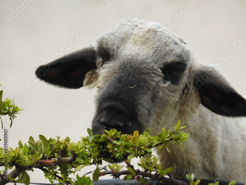 sheep eating