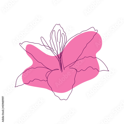 hand-drawn outline of lily flower in one solid line on abstract pink spot background on white background
