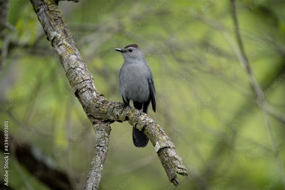 Fototapeta premium Catbird Sitting on Branch