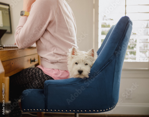 A cute white dog lying behind the back of a woman who is working from home