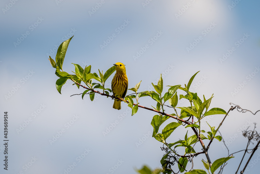 Obraz premium Common Yellow Warbler