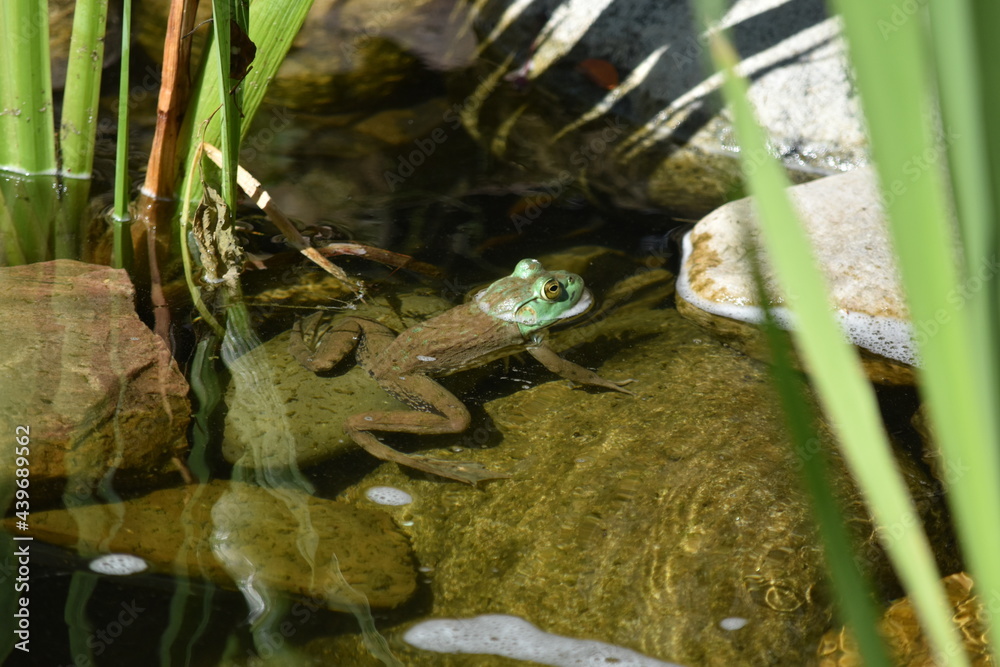 American bullfrog blending in with his surroundings, in a backyard water feature habitat American bullfrog blending in with his surroundings, in a backyard water feature habitat
