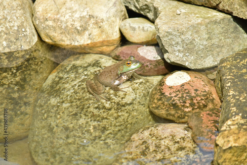 American bullfrog blends into his surroundings in a backyard water feature.