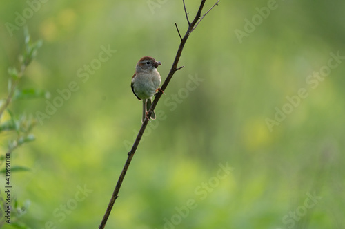 Field Sparrow With Spider in Beak
