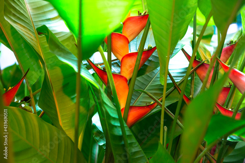 Heliconia stricta natural Dwarf Jamaican photo