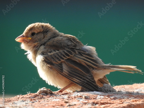 Bird