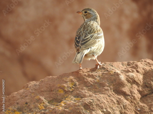 Bird