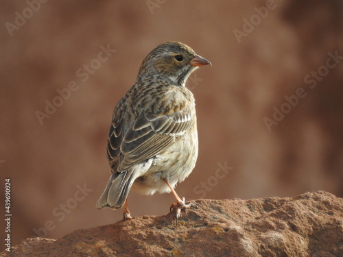Bird