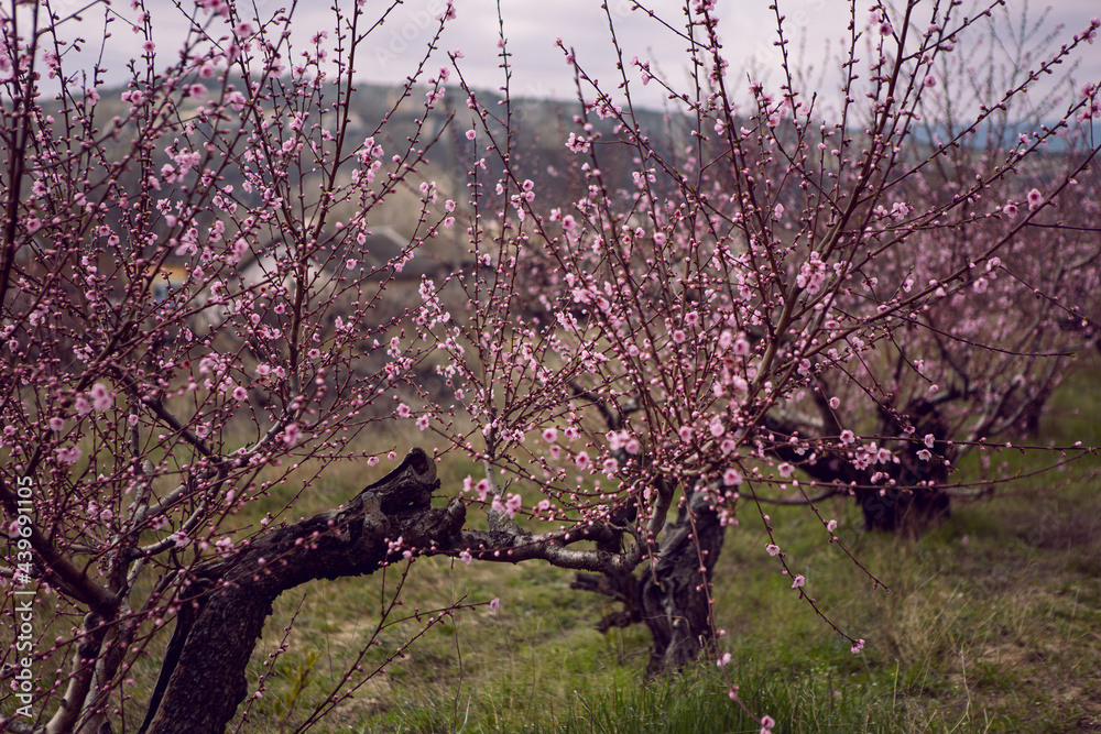blooming tree peach flower field in the afternoon in crimea russia blooming tree peach flower field in the afternoon in crimea russia