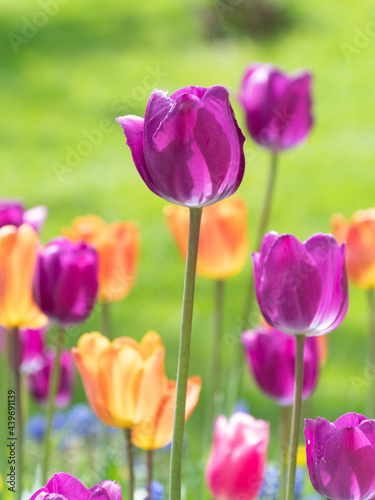 A grouping of colorful tulips.