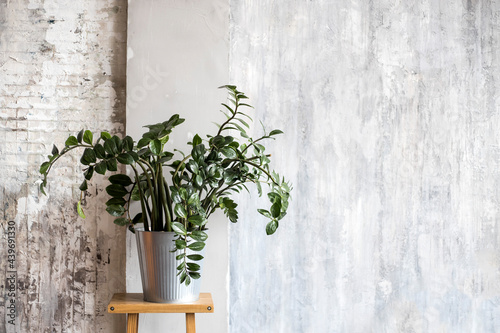 A large plant in a steel bucket on a wooden high chair against the background of a wall with vecian plaster photo