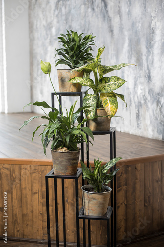 various types of dieffenbachia in terracotta pots in a special plant stand against the background of a wooden podium in an interior with gray walls