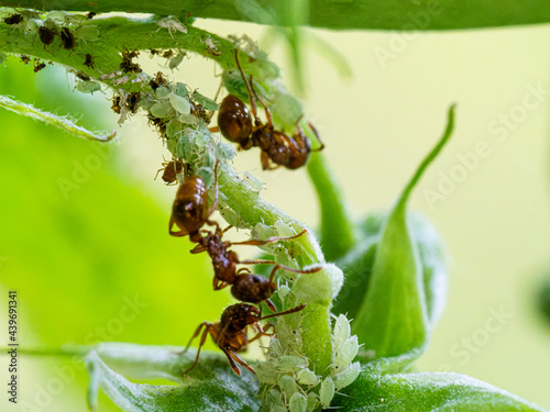 Ameisen mit Blattläuse-Farm auf Himbeere 2