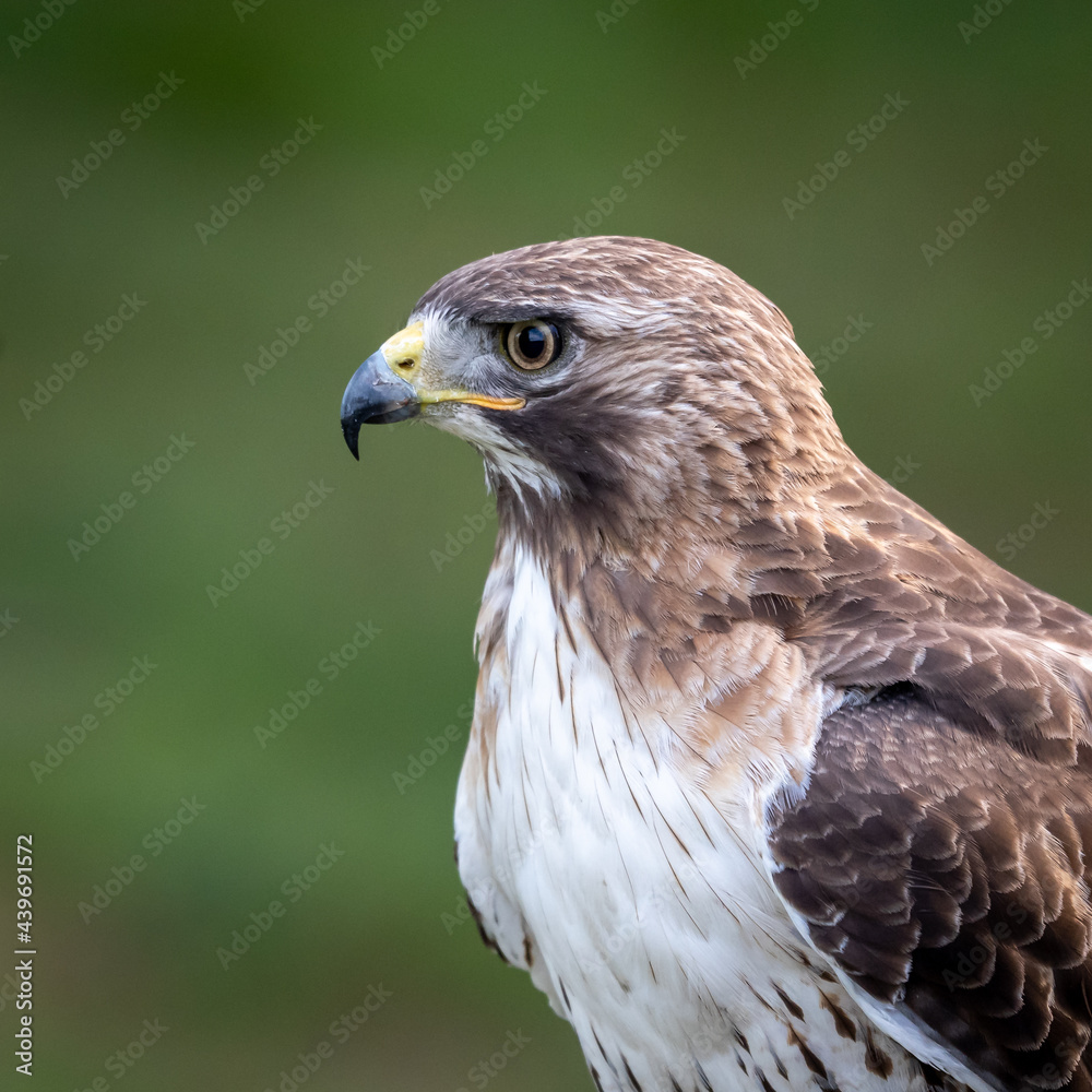 Red Tailed Hawk Portrait Red Tailed Hawk Portrait