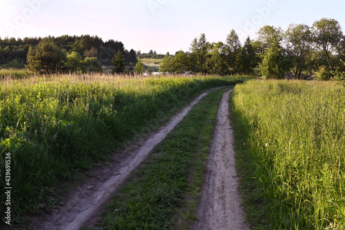 Rural dirt road in summer in a field with a background of green bushes and trees. Summer sunny landscape in the countryside