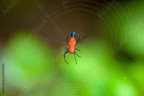 Red Spider