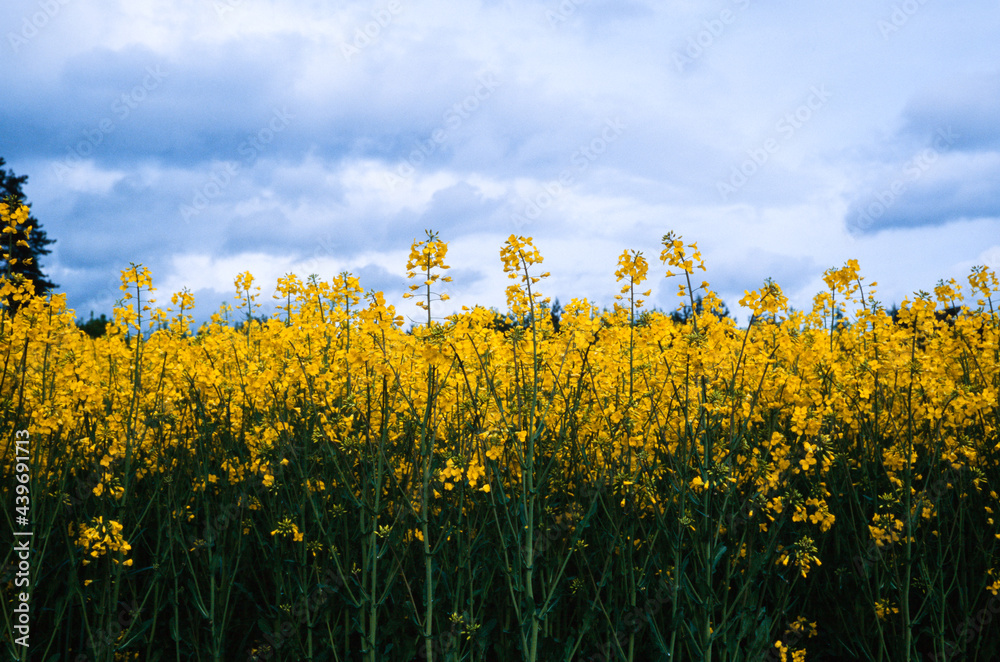 Rapeseed (Canola) flowers field on spring nature Rapeseed (Canola) flowers field on spring nature