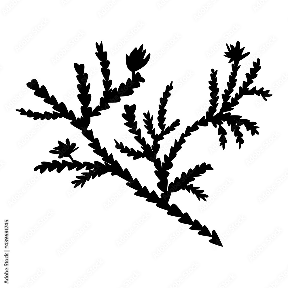 Obraz premium Cedar silhouette in abstract style isolated on white background. Nature vector outline illustration. Simple background graphic. Design for logo, print, poster, card