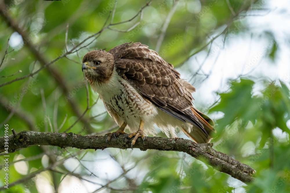 Red Tailed Hawk Red Tailed Hawk