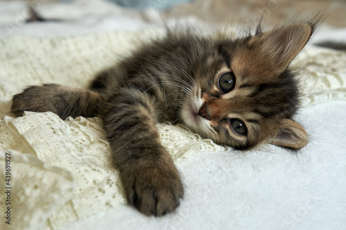 kitten animal looks lies plays on the bed sofa on a light background