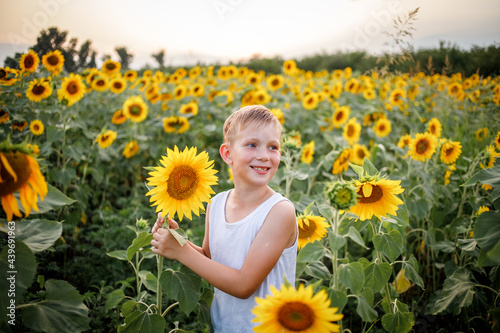 A blond boy in a white T-shirt stands in a field among sunflowers.