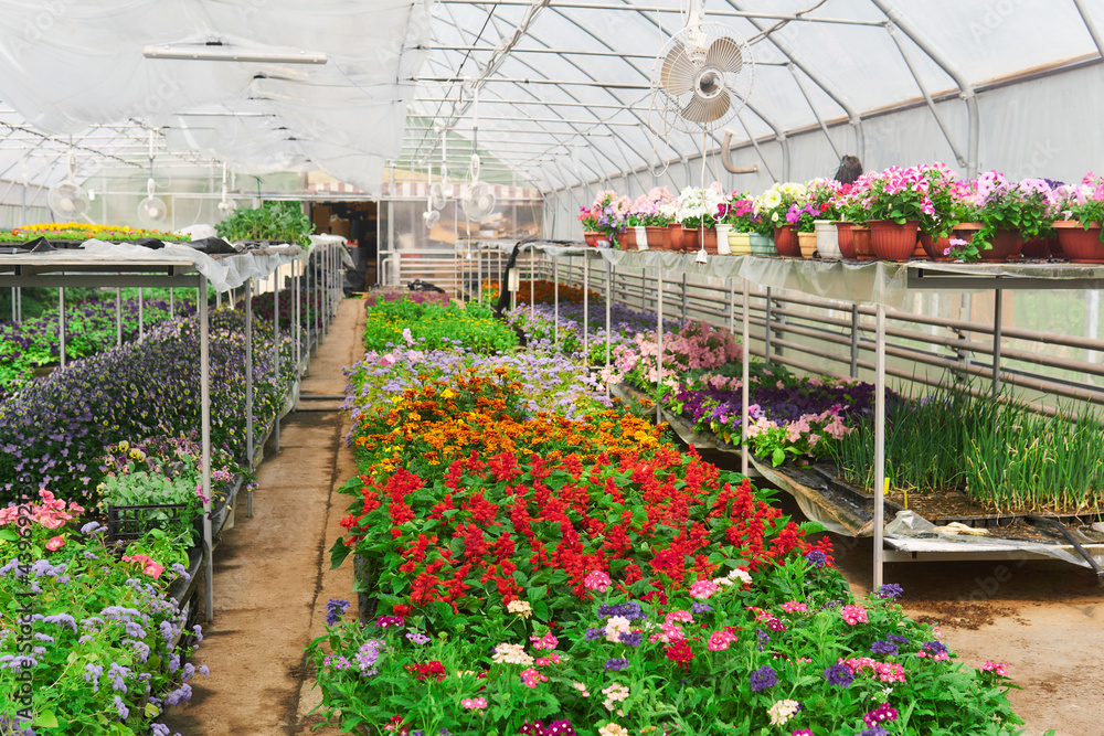 interior of a greenhouse for growing flowers and ornamental plants