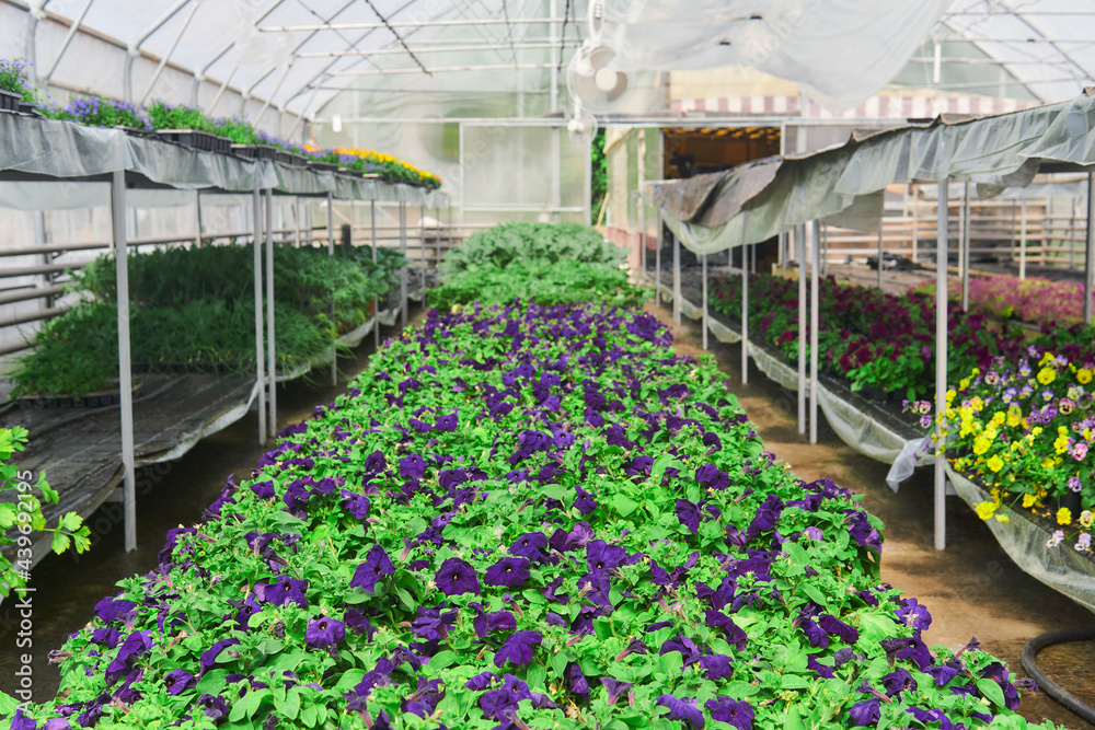 interior of a greenhouse for growing flowers and ornamental plants