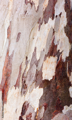 Tree bark photo