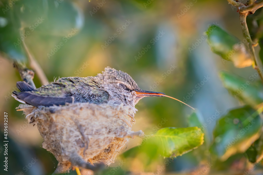 Obraz premium Baby Hummingbird in the Nest