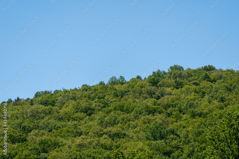 Tree Covered Hill and Blue Sky