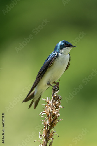 Tree Swallow Perched on Weed © World Travel Photos