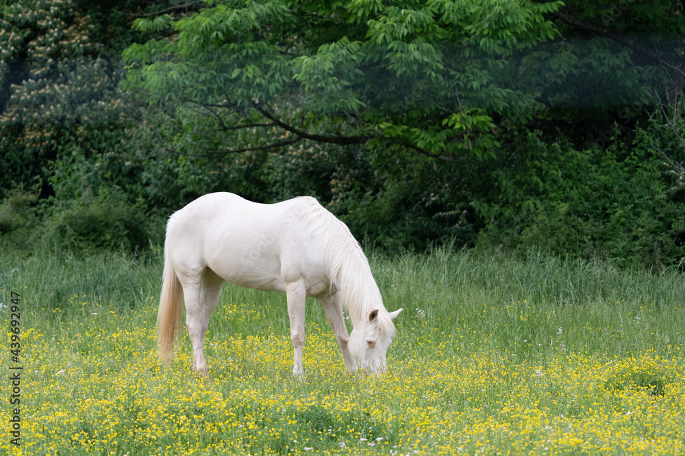 Fototapeta premium White Horse Grazing in Pasture