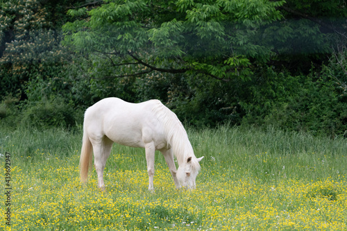 White Horse Grazing in Pasture