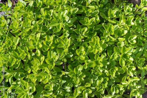 Bright green Sedum leaves, background pattern.