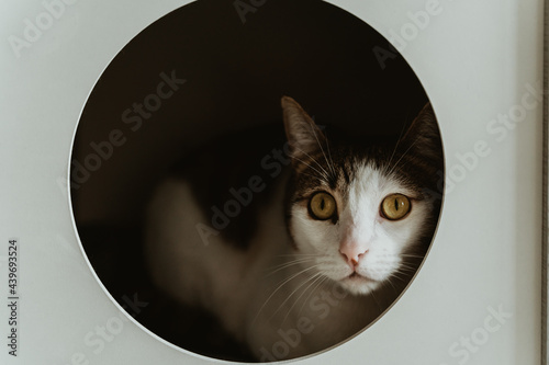 Portrait of cute cat looking at camera inside a box photo