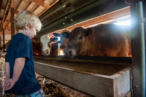 Little Boy Looking at Steers photo