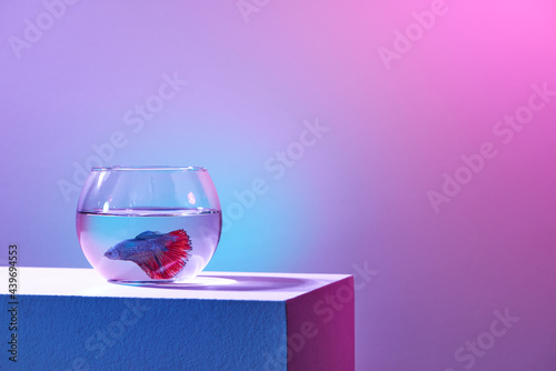 Blue fighter on a glass bowl photo