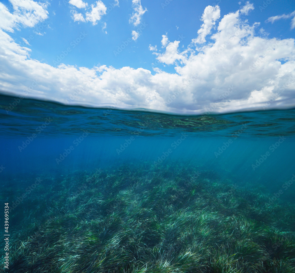 Seascape with sea grass underwater and blue sky with cloud, split view over and under water surface, Mediterranean sea