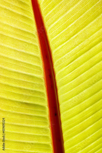 Ensete ventricosum 'Maurelii' photo