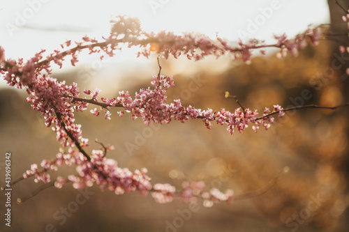 Redbud branches photo